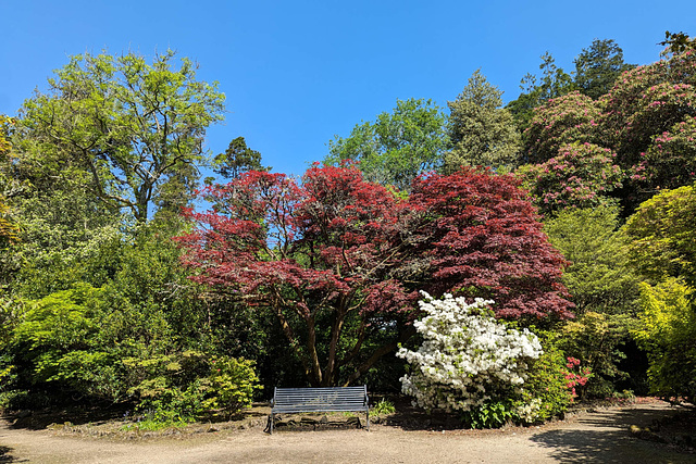 Summer Colours In Balloch Park