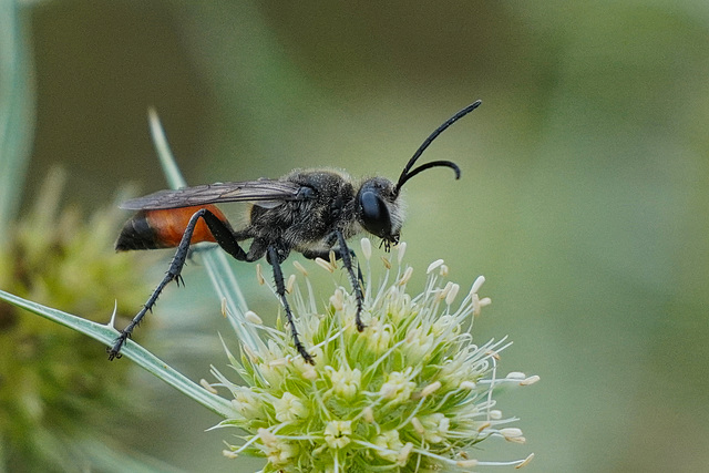 Rückkehr der Heuschreckensandwespe - Return of the golden digger wasp