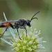 Rückkehr der Heuschreckensandwespe - Return of the golden digger wasp