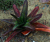 La Gasteria acinacifolia , comme tout le monde sait est de la famille  des Xanthorrhoeaceae