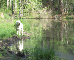 Branco by the pond