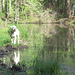 Branco by the pond