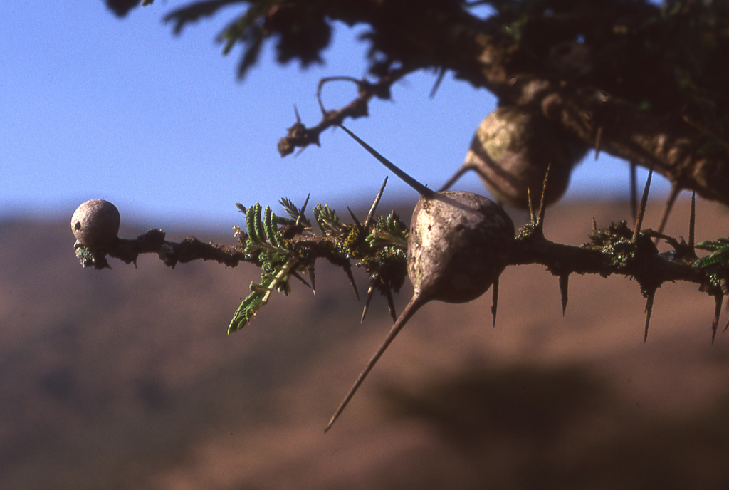 Whistling Thorn