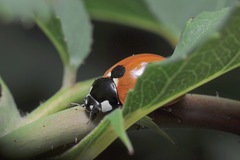 Coccinelle