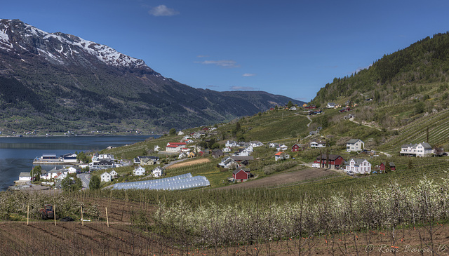 Fruit gardens in Lofthus, Hardanger.