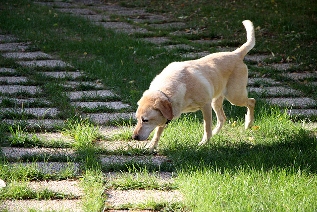 fin des vacances pour Blasko