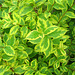 033  Panaschierte Weigelien (Weigelia florida variegata) sind auch Gartenschmuck
