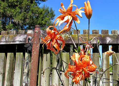 Tiger lilies .