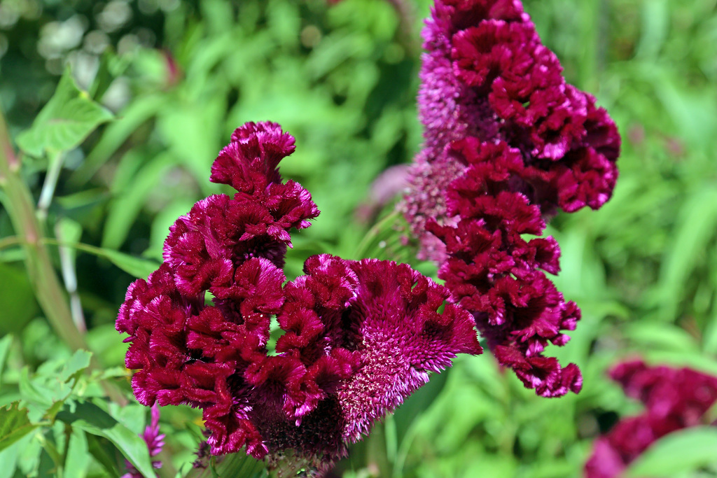 Generalife - Purpurne Plüschblume