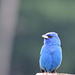 Indigo Buntings