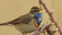 20180403 3457VP~V [D~AUR] Blaukehlchen, Leybucht, Greetsiel