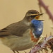 20180403 3457VP~V [D~AUR] Blaukehlchen, Leybucht, Greetsiel