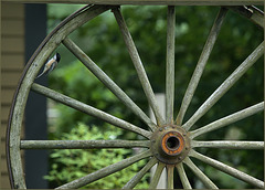 Chickadee on the neighbours' wheel