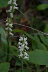 Spiranthes arcisepala (possible identification)