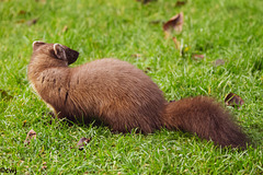 The Pine Marten at breakfast