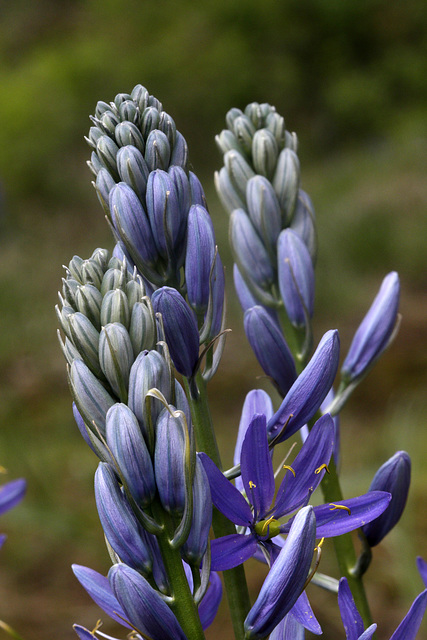 Common Camas