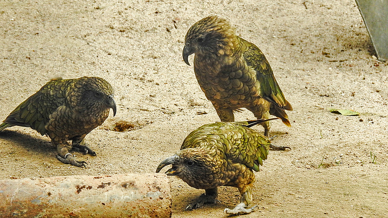 20190901 5542CPw [D~VR] Kea, Vogelpark Marlow