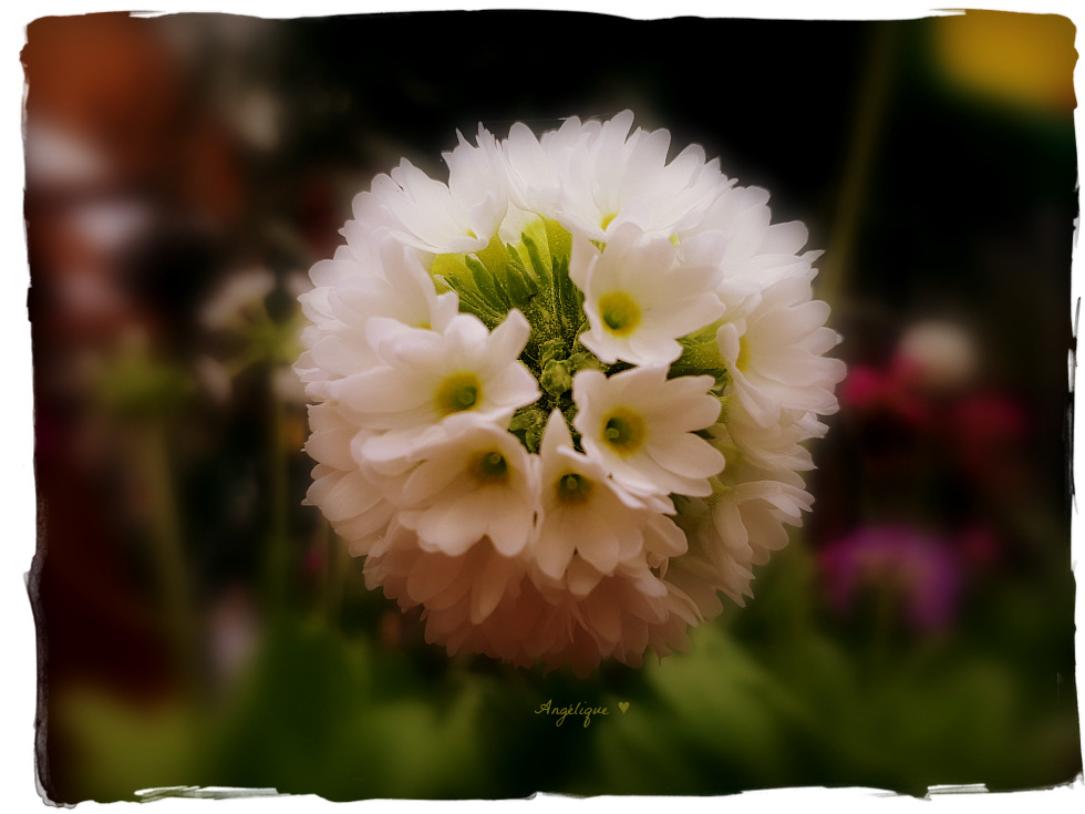 Primula Denticulata ‘Rubin’(Primevère )