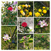 Printemps