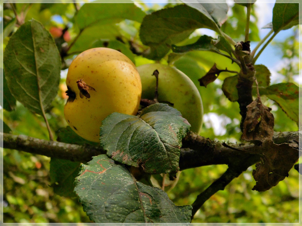 Le temps des pommes est revenu ..................... au bord de rance