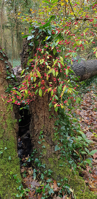 Dinas Powys Woods