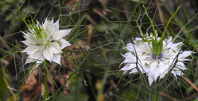 20210718 1810CPw [D~LIP] Damaszener Schwarzkümmel (Nigella damascena), Bad Salzuflen