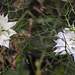20210718 1810CPw [D~LIP] Damaszener Schwarzkümmel (Nigella damascena), Bad Salzuflen
