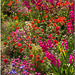 Municipal Flowerbed, Folkestone