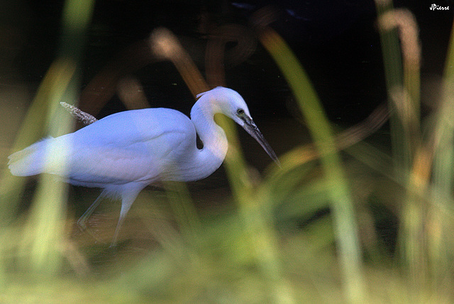 Aigrette garzette