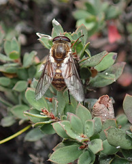Horsefly (Tabanidae)