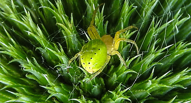 20230623 1122CPw [D~LIP] Kürbisspinne (Araniella cucurbitina), Bad Salzuflen