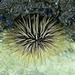 Urchin (Mauritius)