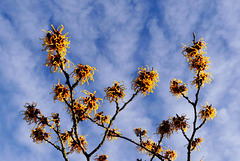 Zaubernuss in voller Blüte!