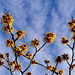 Zaubernuss in voller Blüte!