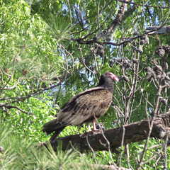 Turkey vulture