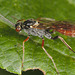 EF7A1584ichumenonwasp