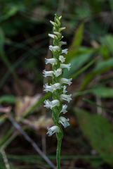 Spiranthes arcisepala (possible identification)