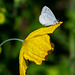 Holly Blue Butterfly