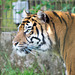 Tiger profile