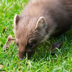 The Pine Marten at breakfast