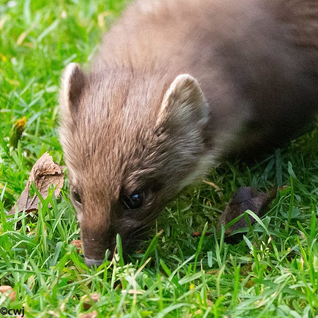 The Pine Marten at breakfast The Pine Marten at breakfast