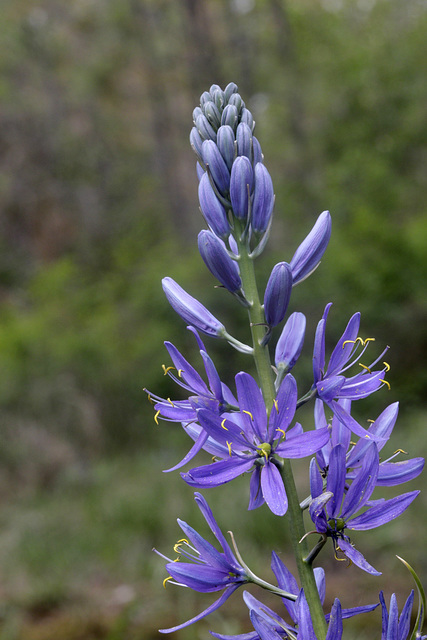 Common Camas