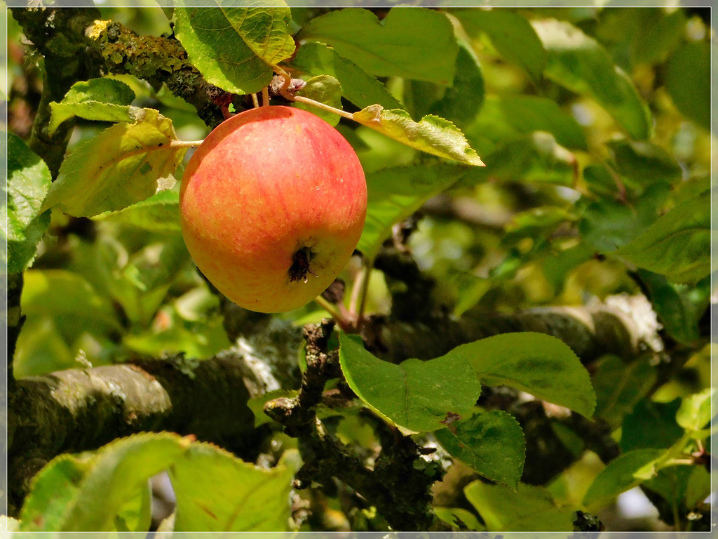 Le temps des pommes est revenu .................. au bord de rance