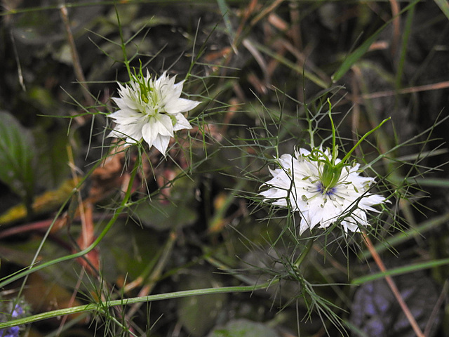20210718 1811CPw [D~LIP] Damaszener Schwarzkümmel (Nigella damascena), Bad Salzuflen
