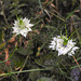 20210718 1811CPw [D~LIP] Damaszener Schwarzkümmel (Nigella damascena), Bad Salzuflen