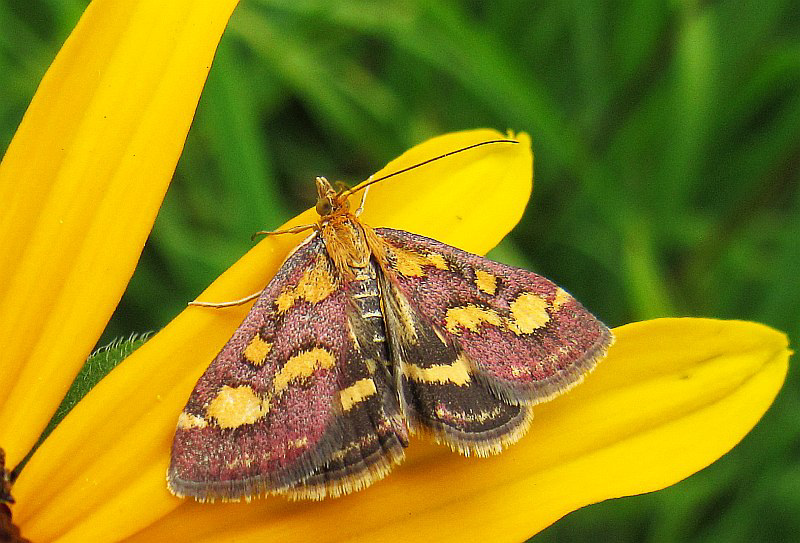 Nokta papilio