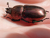 Scarab Beetle