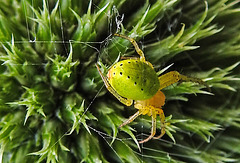 20230623 1126CPw [D~LIP] Kürbisspinne (Araniella cucurbitina), Bad Salzuflen