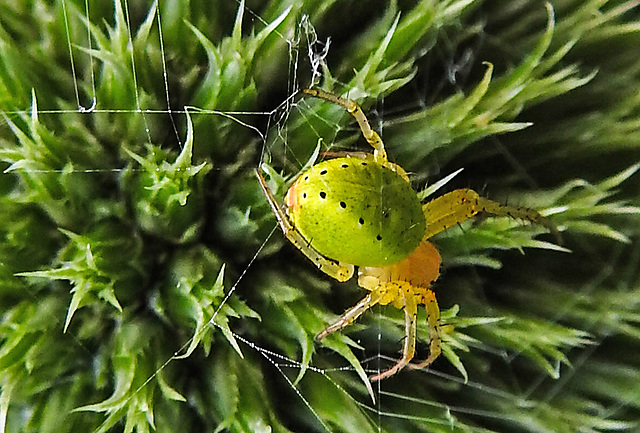 20230623 1126CPw [D~LIP] Kürbisspinne (Araniella cucurbitina), Bad Salzuflen