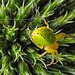 20230623 1126CPw [D~LIP] Kürbisspinne (Araniella cucurbitina), Bad Salzuflen